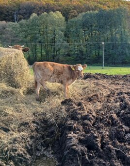 Krava a jalovička - 2