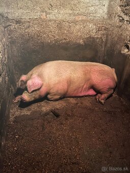 Predám svinku - 2