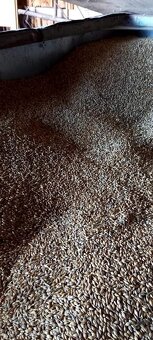 Predám pšenicu - 2