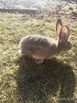 Mladé zajace BO - 2