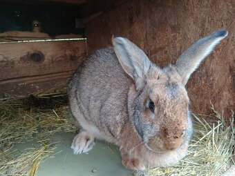 Králik, zajac, samica - 2