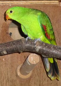 Papagaj cervenokridly - 2
