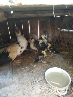 Pon male kacata - 2