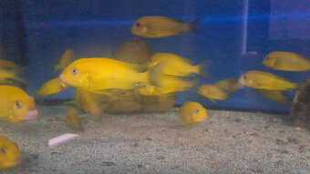 Tropheus kiriza gold - 2