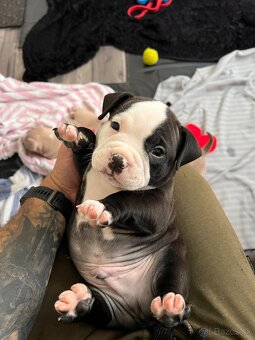 American Bully pocket - 2