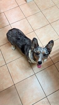 Welsh corgi cardigan s PP - 2