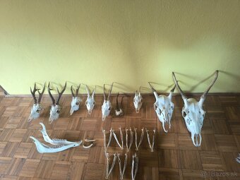 Jelenie a srnčie trofeje - 2