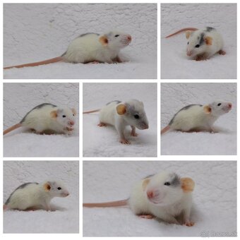 Potkan Potkany Potkaniky - 2