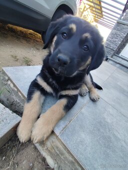 Darujem šteniatko - 2