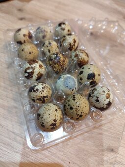 Prepeličie vajíčka - 2