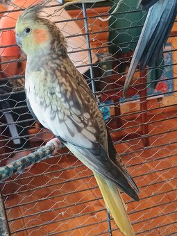 Mladé korely a andulka - 2