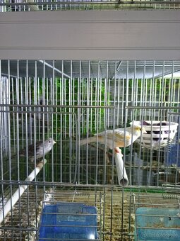 Predám drobotinu - 2