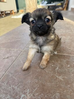 Mini čivava šteniatka - 2