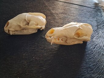 Líška, jazvec, trofej, trofeje, parozie - 2