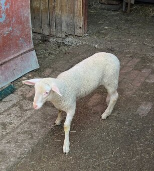 Jahňatá  / kozľatá - 2