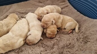Labrador šteniatka, posledná voľná fenka - 2
