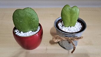 Hoya Kerrii "voskovka" - 2