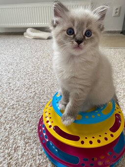 Ragdoll bez pp - 2