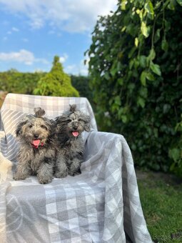 Maltipoo - 2