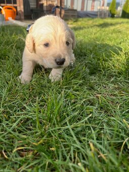 Zlatý retriever - 2