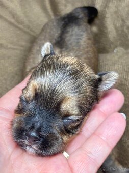 Yorkshire Terrier s PP - 2