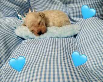 ❤️Pudlik mini toy ❤️ - 2