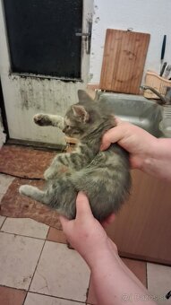 Darujem mačky a kocurikov - 2