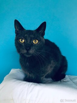 BIANCA SI HĽADÁ DOMOV VO VNÚTRI - 2