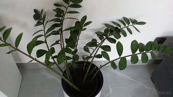 Predam zamioculkas v keramickom kvetinaci - 2