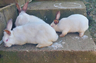 Predám hyla kraliky - 2