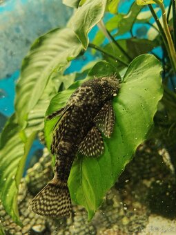 Vymenim alebo darujem - 2