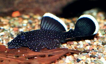 Kúpim Ancistrus sp. samice - 2