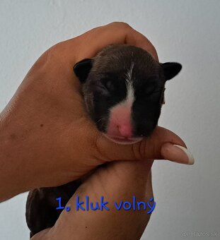 Bullterrier štěňátka s PP - 2