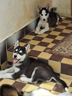 Šteniatka sibírsky husky - 2