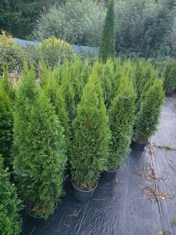 Tuja smaragd 130 cm - 2