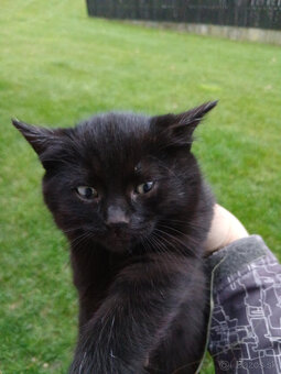 Darujem čiernych kocúrikov - 2