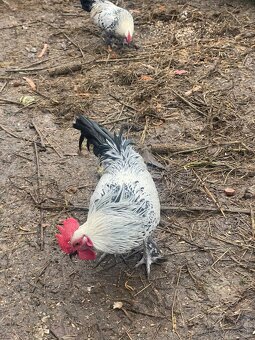 Kohút - liliputky - 2