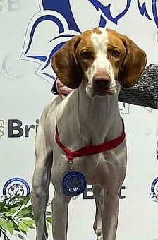 Saint-Germainsky stavač - 2