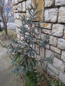 Živý vianočný stromček - 2