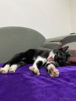 Darujem mačičku - 2