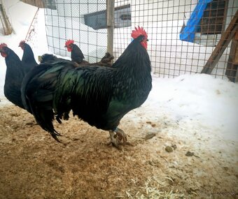 Australorpka kohút - 2