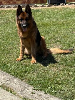 Nemecký ovčiak s PP - 2