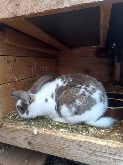 Predám králiky - 2