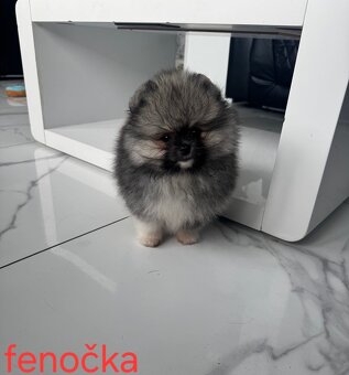 Pomeranian mini - 2
