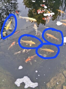 Koi kapre - 2