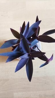 Tradescantia Tradeskancia pallida - 2