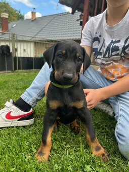Doberman šteniatka - 2