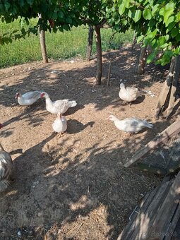 Predám kacky čínske - 2