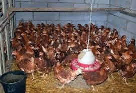 Predaj leghorn - 2