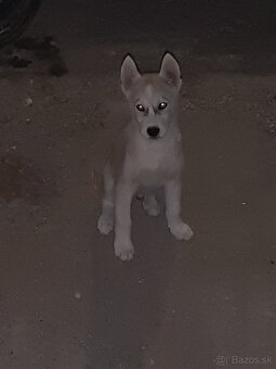 sibirsky husky - 2